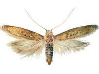 金紋小潛細(xì)蛾